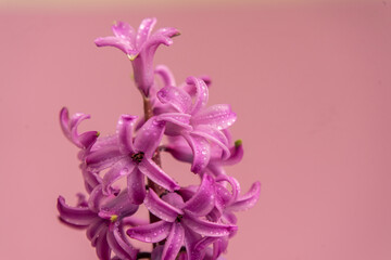 Pink hyacinth flower on a pink background. Spring. Floral Greeting card, March 8, mother's day, woman day