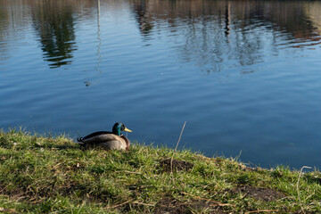 duck on the lake