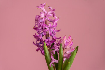 Pink hyacinth flower on a pink background. Spring. Floral Greeting card, March 8, mother's day, woman day