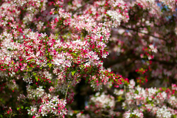 Blossom tree - spring flowers