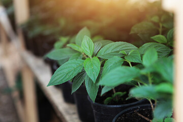 Young seedlings in plastic pots. Seedlings of young plants in a greenhouse. A new season in agriculture.A new crop. The sun's glare. Out of focus.Selective focus.