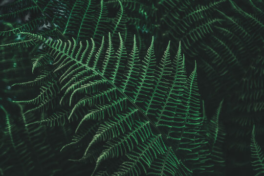 Farn im Wald