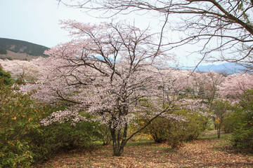 冨士霊園、春の景色。4月満開の桜で華やぐ公園墓地。