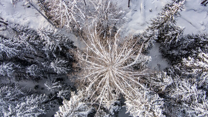 Aerial drone view in mountain forest. Winter landscape. Snowy Fir and Pine trees. Snowy tree branch in a view of the winter forest. Winter landscape, forest, trees covered with frost, snow.