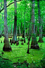 Water Tupelo trees and Bald Cypress trees in swamp habitat on the Natchez Trace Parkway. N.E. of...