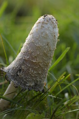Pilz im Gras