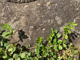 石壁に生える雑草