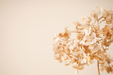 Hydrangea, hortesia dried flowers, space for text. Pastel, natural colors. Vintage style.