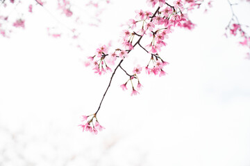 Pink Cherry Blossoms Reflected In The Backlight