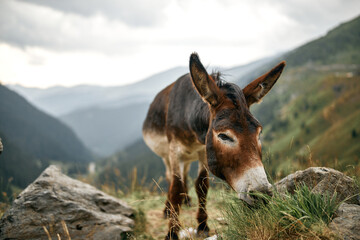 One Donkey The Mountains Nature