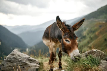 Fotobehang one donkey in the mountains in nature landscape chews transfagaras grass © dimik_777