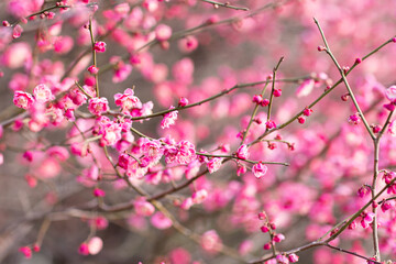 Beautiful floral spring abstract background of nature. Branches of blossoming plum with selective focus. Banner For easter and spring greeting cards with copy space