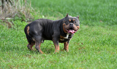 a muscular american bully dog