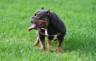 a muscular american bully dog