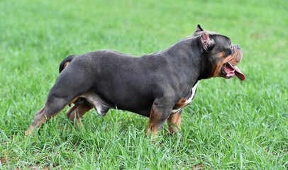 a muscular american bully dog