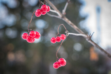 red berries on a branch