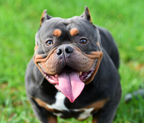 a  strong american bully dog