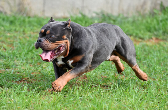 a muscular american bully dog
