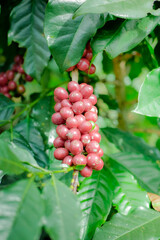 The coffee plant was plentiful and the coffee berry was bright red.