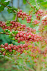 The coffee plant was plentiful and the coffee berry was bright red.