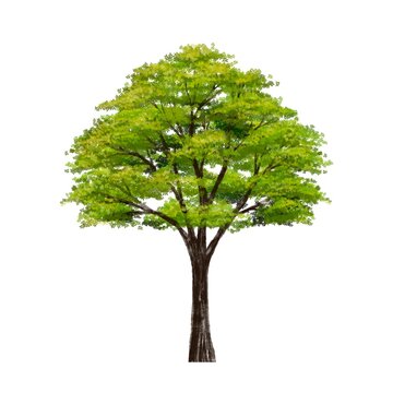watercolor tree side view isolated on white background  for landscape plan and architecture layout drawing, elements for environment and garden