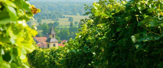 Weinberge Reben