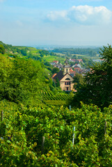 Obraz premium Weinberge Reben