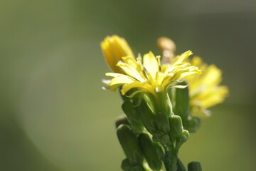 Yellow Flower closeup macro green background