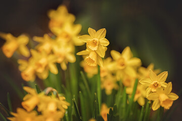 Fototapeta premium Osterglocken - Narcissus pseudonarcissus