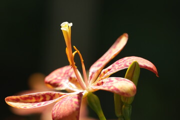 Red Flower macro closeup green background plant 
