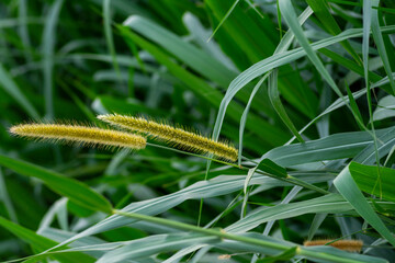 Carbon farming cattle using feed