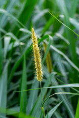Carbon farming cattle using feed