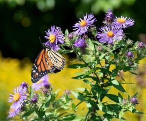 Monarch Butterfly and Purple Asters, Acushnet River Reserve, Massachusetts