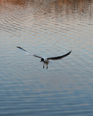 seagull in flight