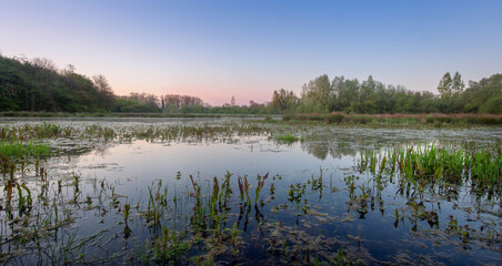 wetlands in the morning