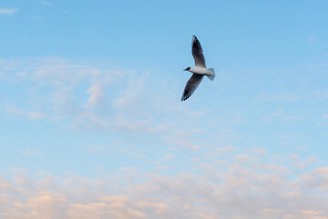 seagull in flight