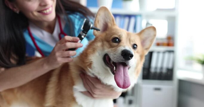 Veterinarian conducts medical examination of dog ears closeup