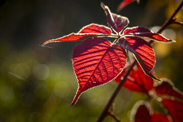 Image with autumn.