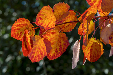 Image with autumn.