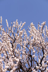 晴れた日に映える満開の梅