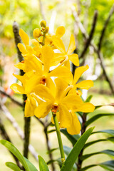 Obraz premium Beautiful orchid in the garden.
