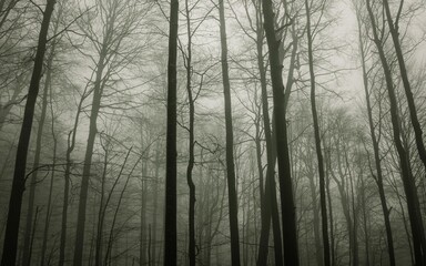 Fototapeta na wymiar Poland moody green forest with fog, Bieszczady, Poland