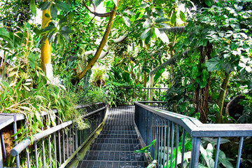 wooden bridge in the forest