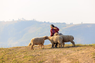 Naklejka na ściany i meble senior woman with her sheeps in field on mountain farmland, She feeding and playing with lovely sheeps at morning of the day