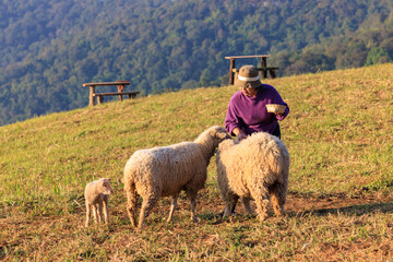 Happily senior woman with her sheeps in field on mountain farmland, She feeding and playing with lovely sheeps at morning .