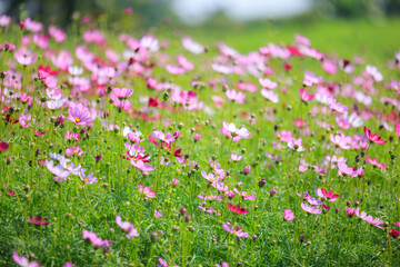 Nature of pink flower cosmos in garden for background abstract