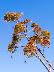 Thapsia villosa( Umbelliferae) growing in Casares Spain