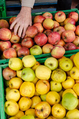 Hand of a man picking apples in a fruit storage room.