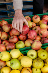 Hand of a man picking apples from organic production