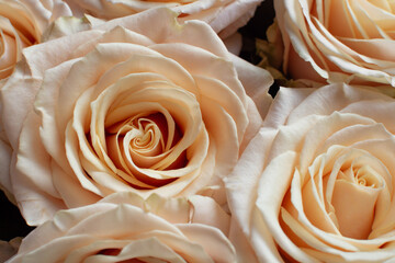 blooming rose buds close up congratulations bouquet